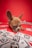 A small brown and white puppy with large ears is lying down on a red surface surrounded by mock dollar bills. The puppy seems to have an expression of curiosity or contemplation.