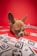 A small brown and white puppy with large ears is lying down on a red surface surrounded by mock dollar bills. The puppy seems to have an expression of curiosity or contemplation.