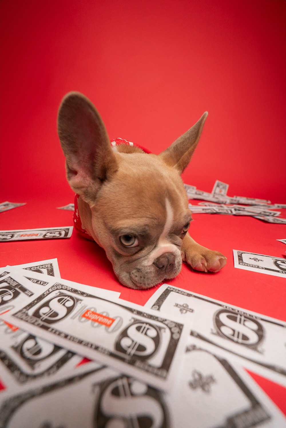 a small dog laying on top of a pile of money