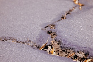 A close-up view of a cracked asphalt surface with visible soil and dried leaves lodged in the crevice. The pavement appears weathered, with uneven edges along the crack.