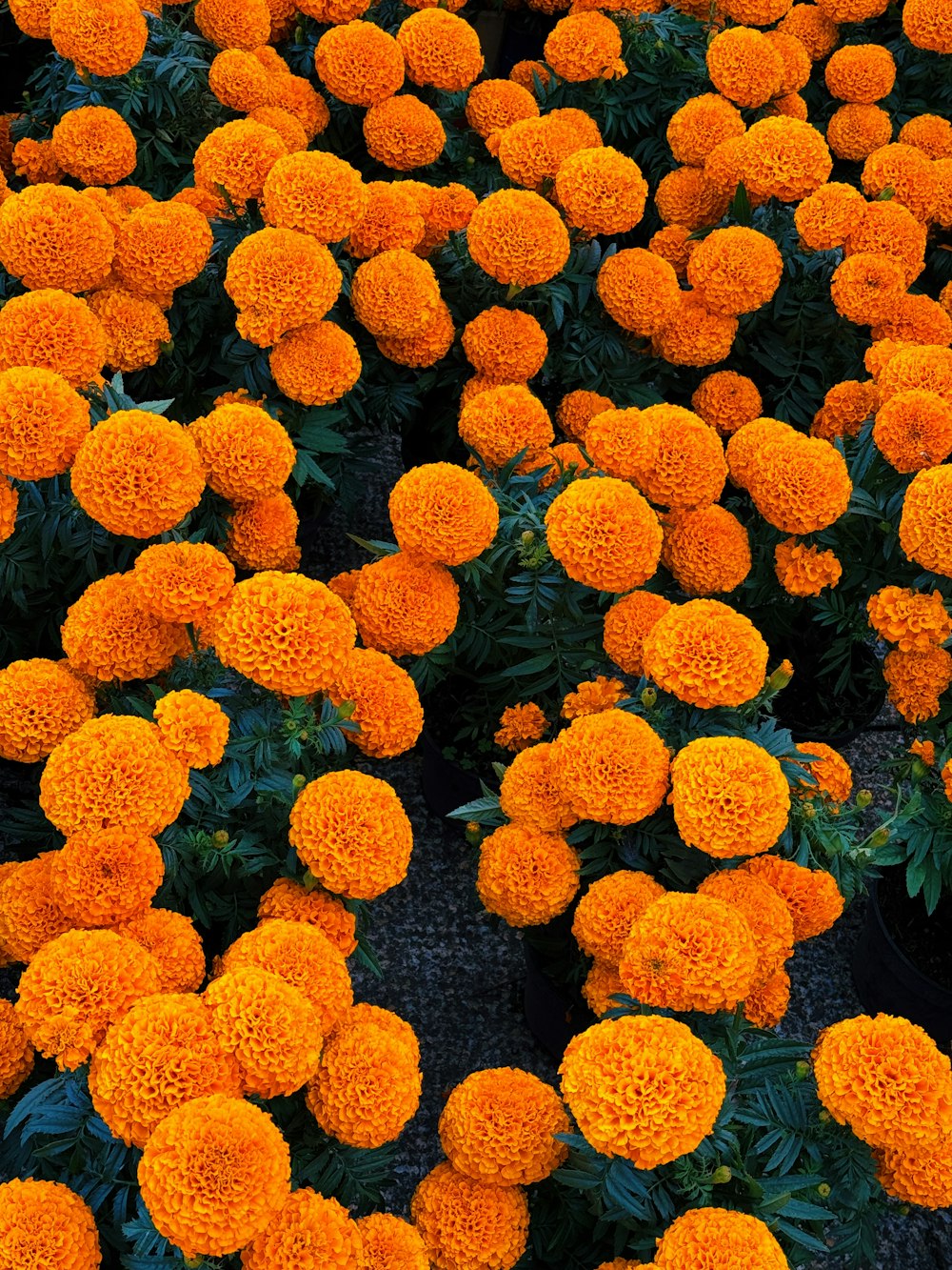 a large group of orange flowers in a garden