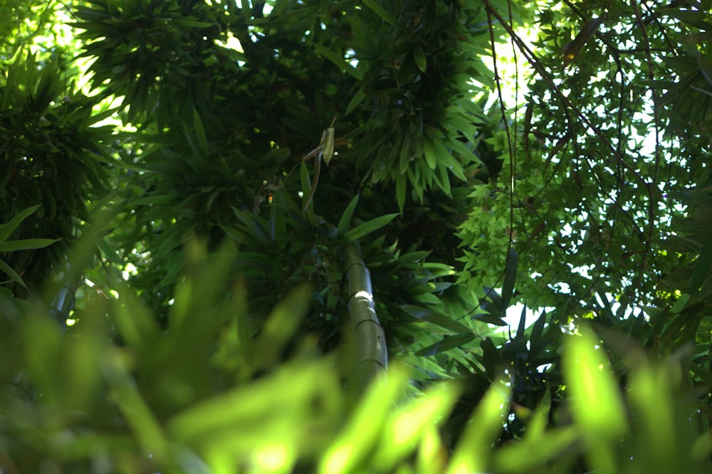 a bird is perched on a tree branch