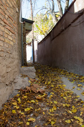 Shadowy alleyway with scattered leaves and forgotten objects.