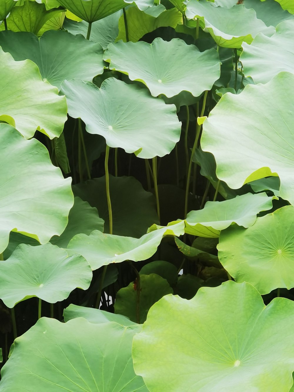 a large group of green leaves in a field