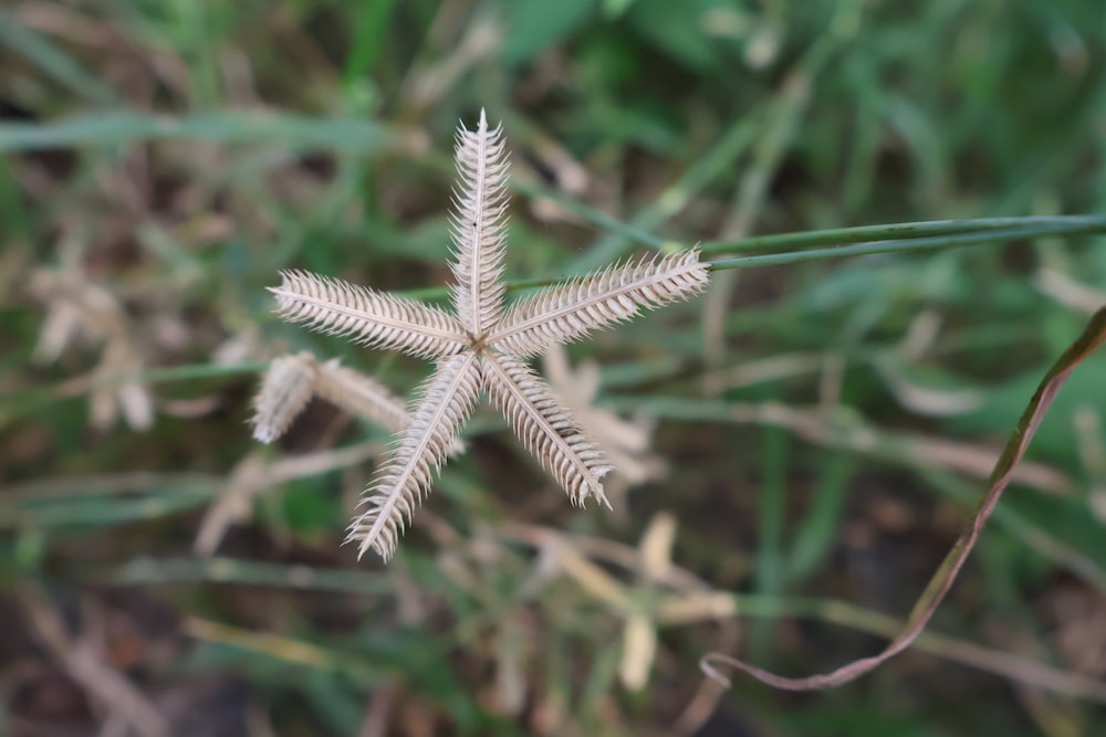 a close up of a snowflake in the grass