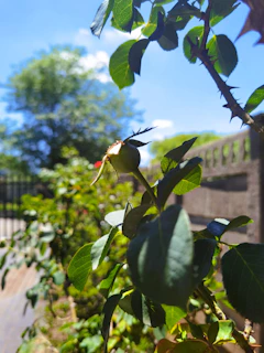 Close-up of a gardener pruning a vibrant rose bush, showcasing attention to detail.