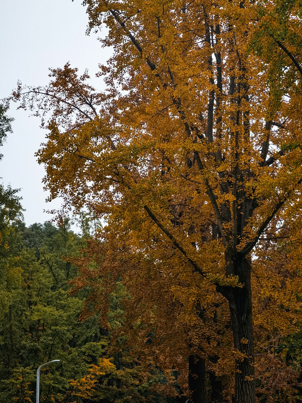 un gran árbol con hojas amarillas en un parque