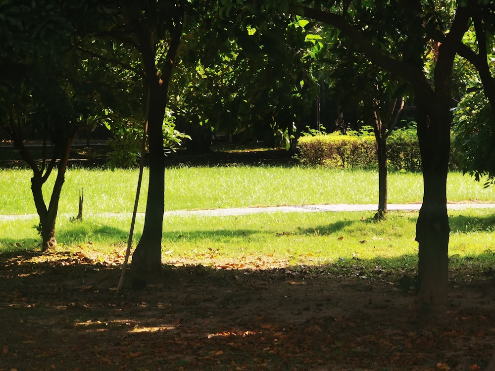 a park area with trees and a bench