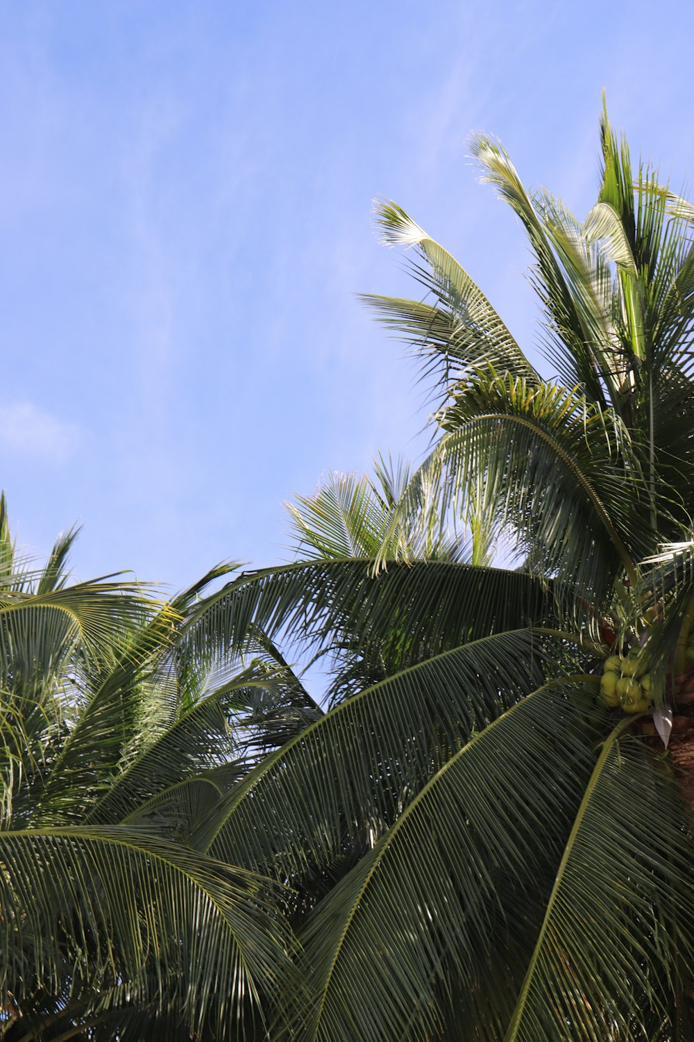 a bunch of palm trees with a blue sky in the background