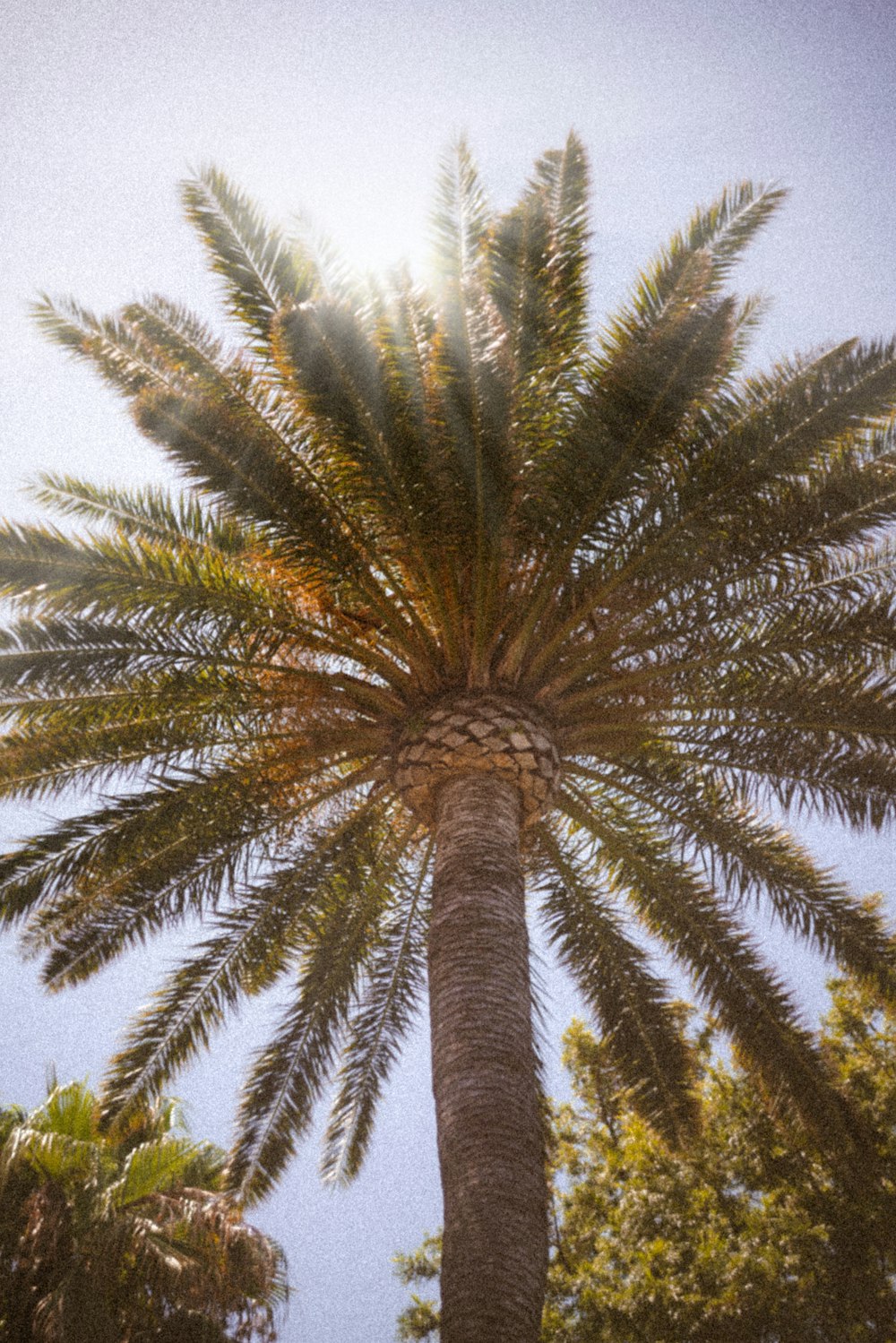 a palm tree with the sun shining through it