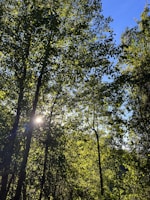 Sunlight filtering through dense Atlantic Forest foliage with vibrant green leaves.