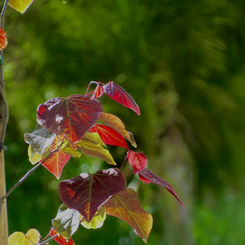une branche aux feuilles rouges, jaunes et vertes
