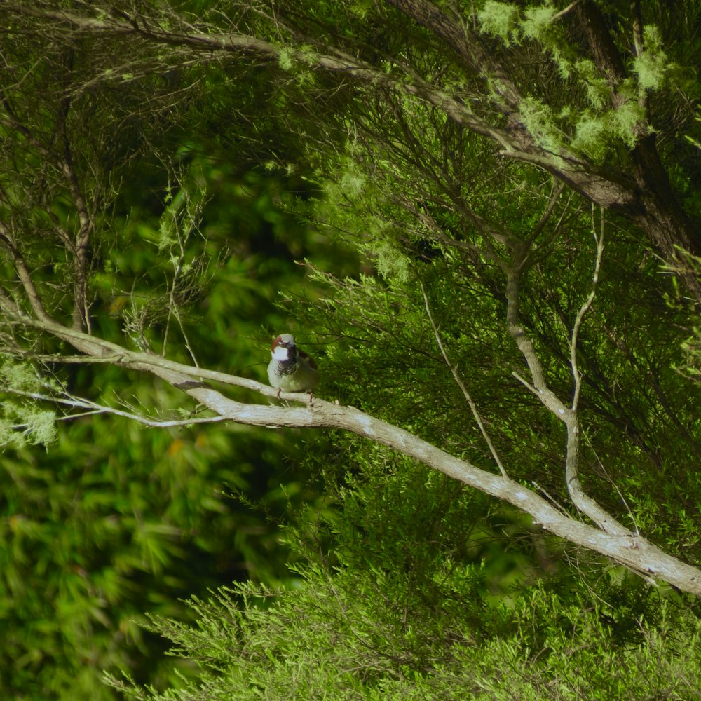 a small bird perched on a tree branch