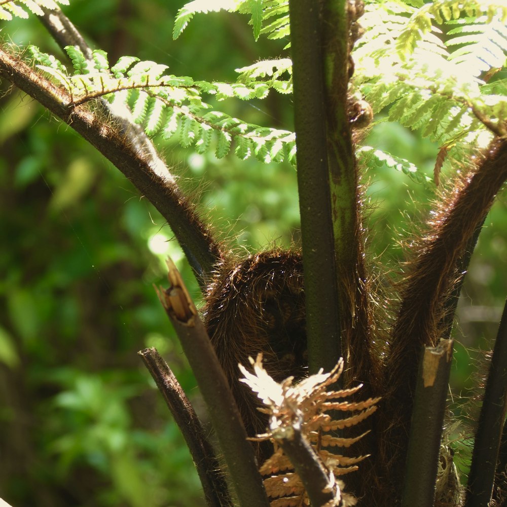 a bird is sitting on a tree branch