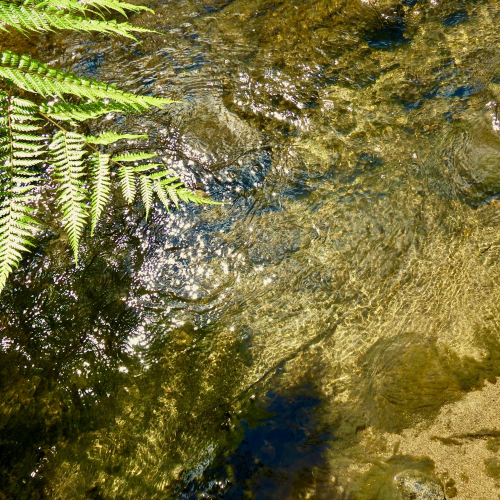 a close up of a plant near a body of water