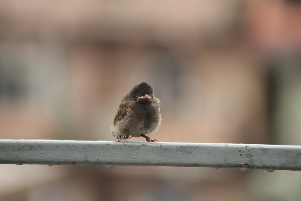 um pequeno pássaro sentado em cima de um trilho de metal