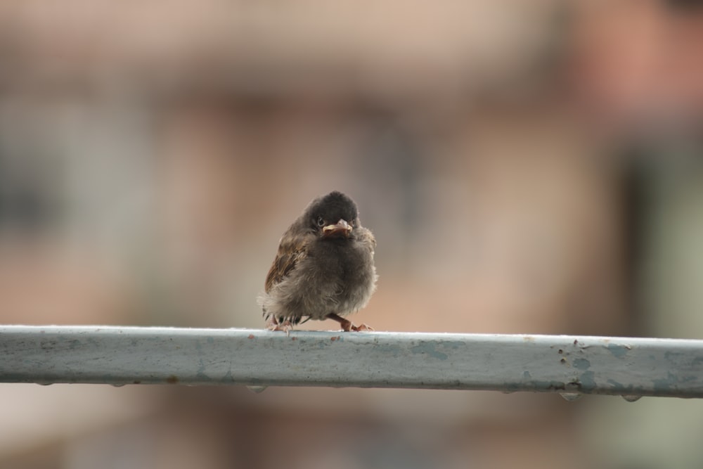 a small bird sitting on top of a metal rail