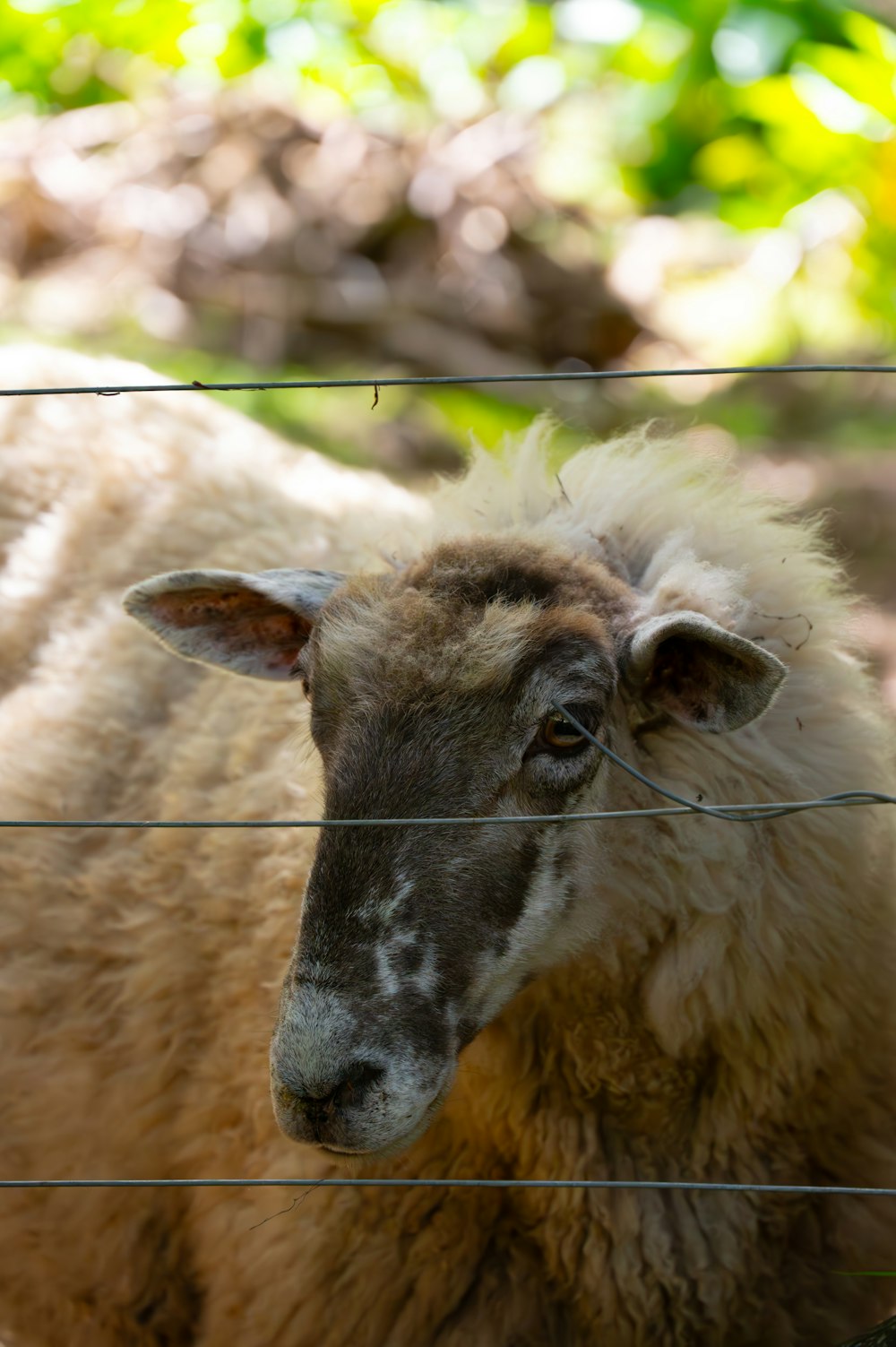 Un mouton se tient derrière une clôture grillagée