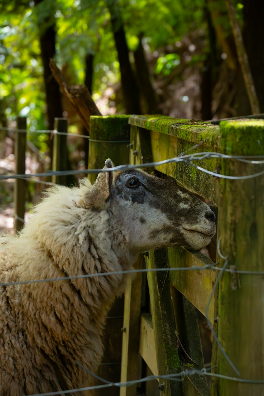 un mouton debout à côté d’une clôture en bois