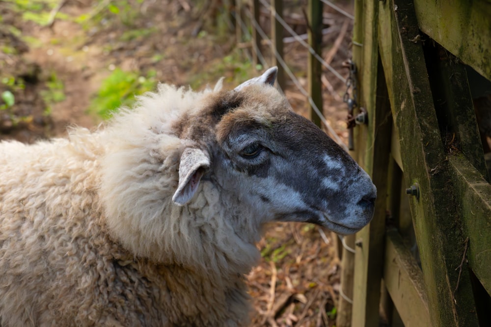 un mouton debout à côté d’une clôture en bois
