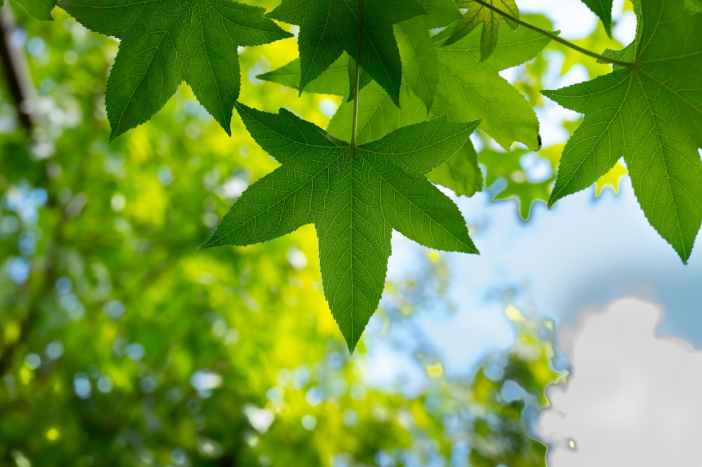 a close up of a green leafy tree