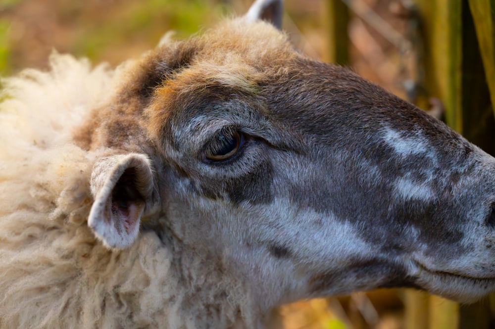 un gros plan d’un mouton avec un arrière-plan flou