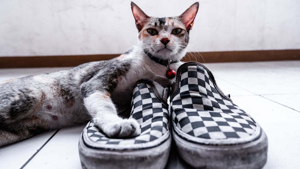 a cat laying on top of a pair of shoes