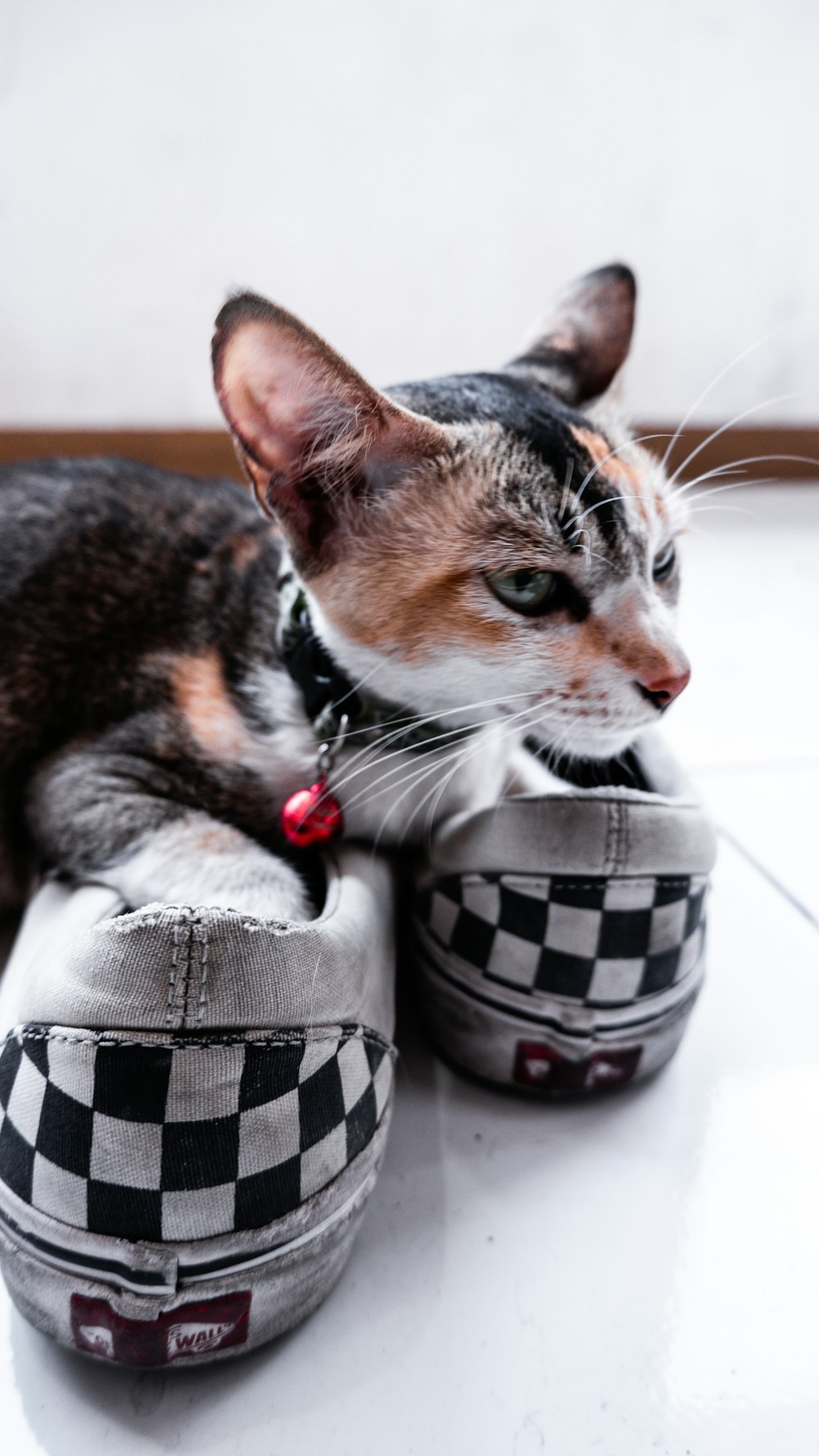 a cat laying on top of a pair of shoes