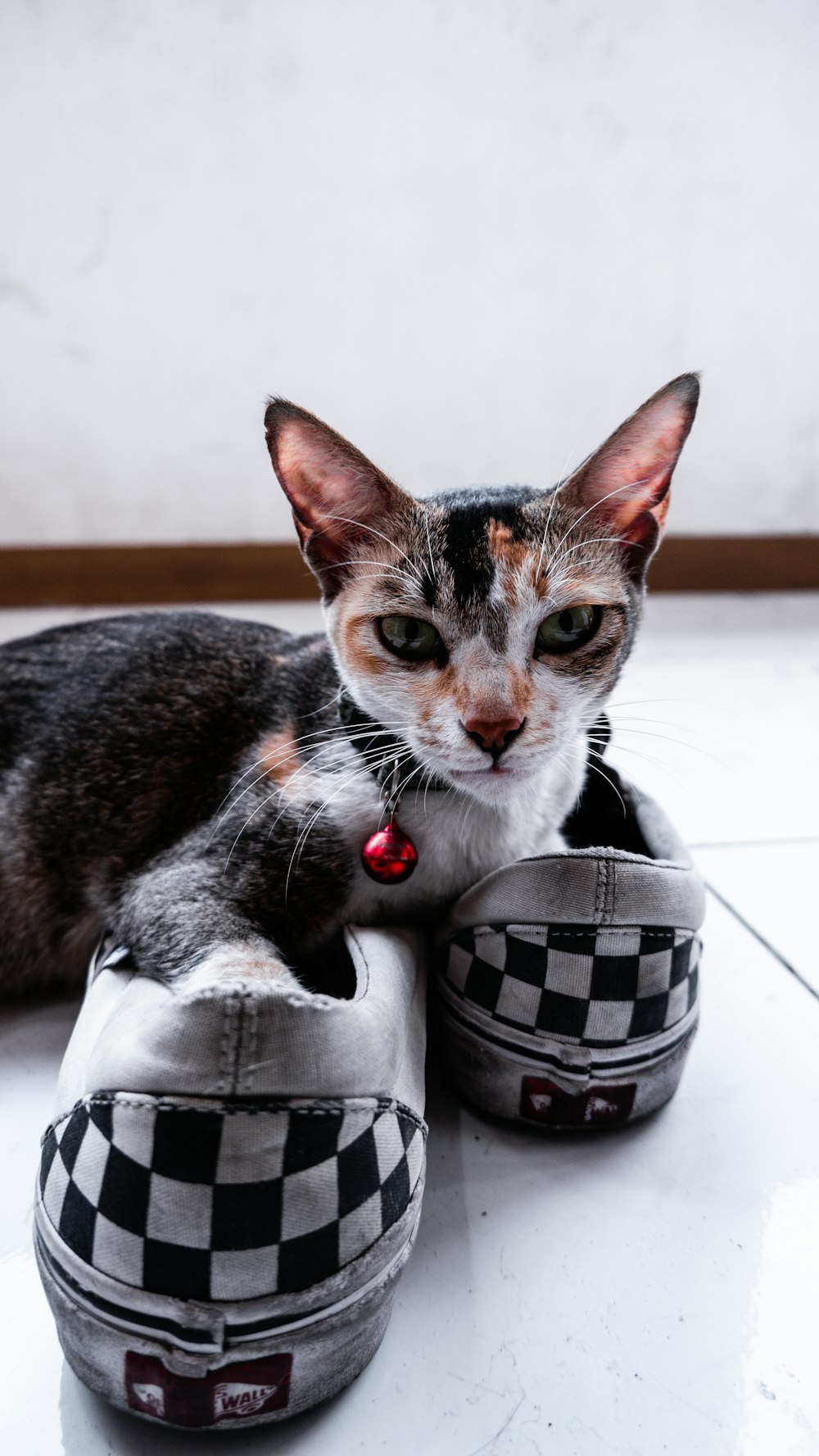 a cat laying on top of a pair of shoes