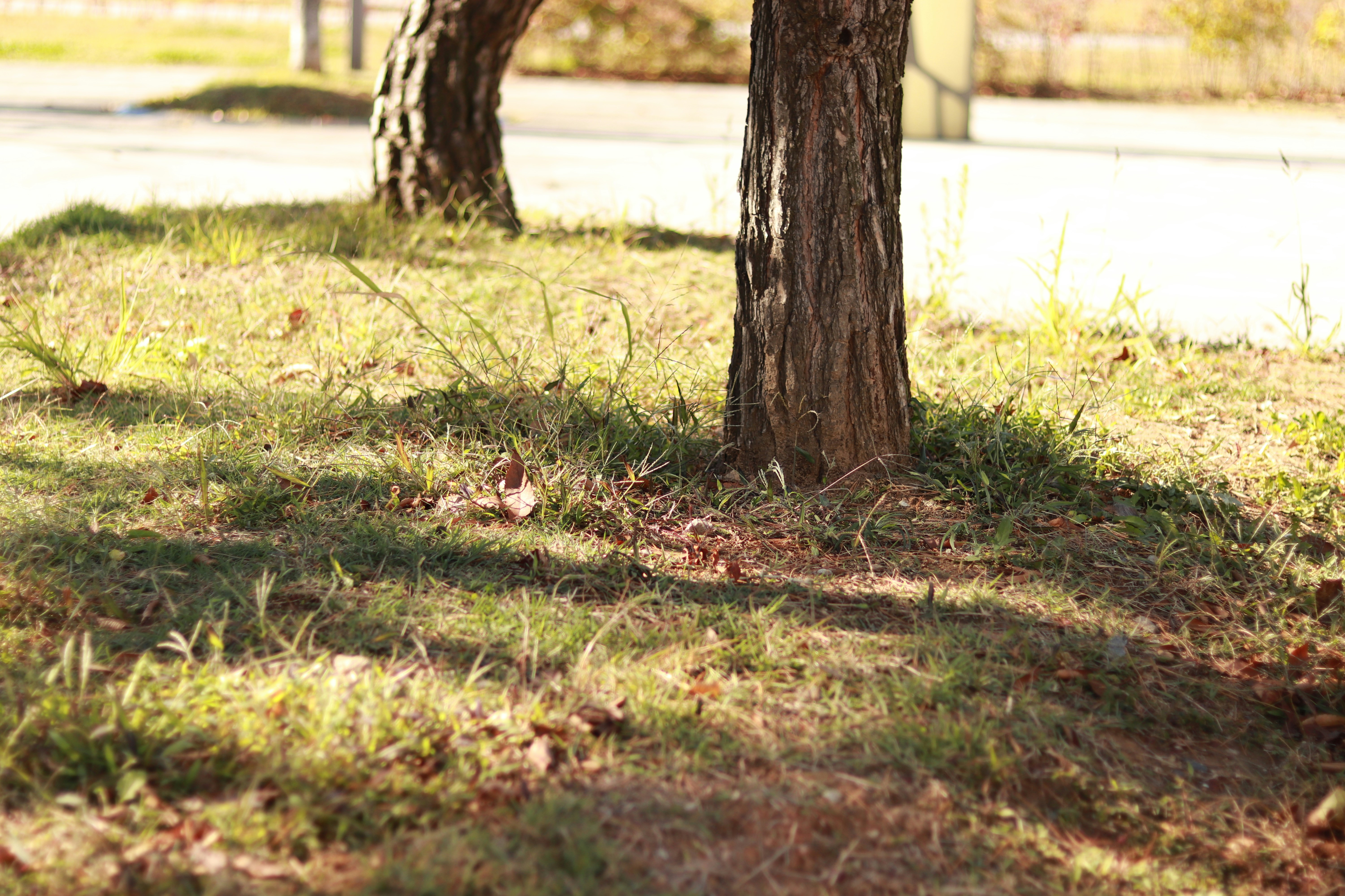 Photo by love4ladybug_pic