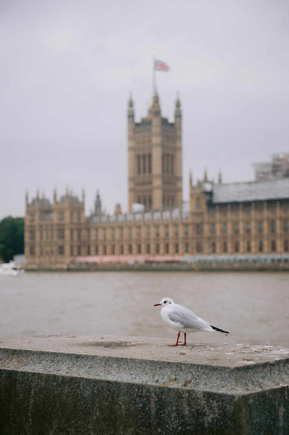 a seagull sitting on a ledge in front of a large building