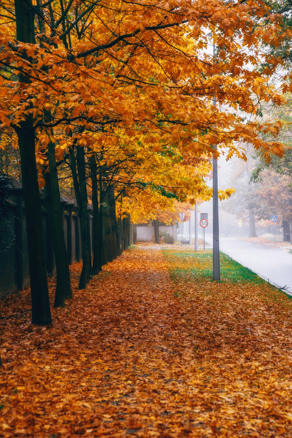 a street lined with trees with yellow leaves on the ground
