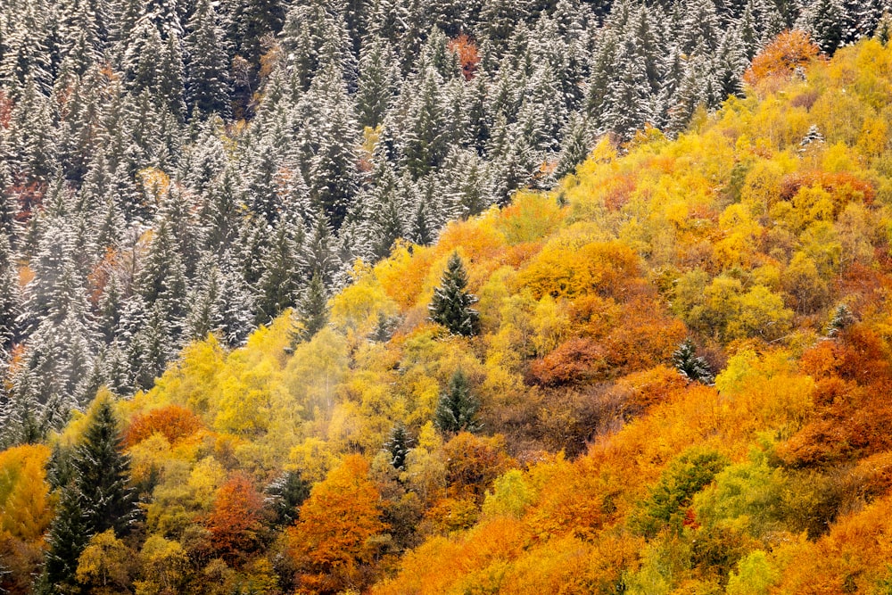 a hillside covered in lots of colorful trees