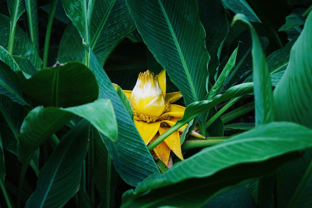 uma flor amarela e branca rodeada por folhas verdes