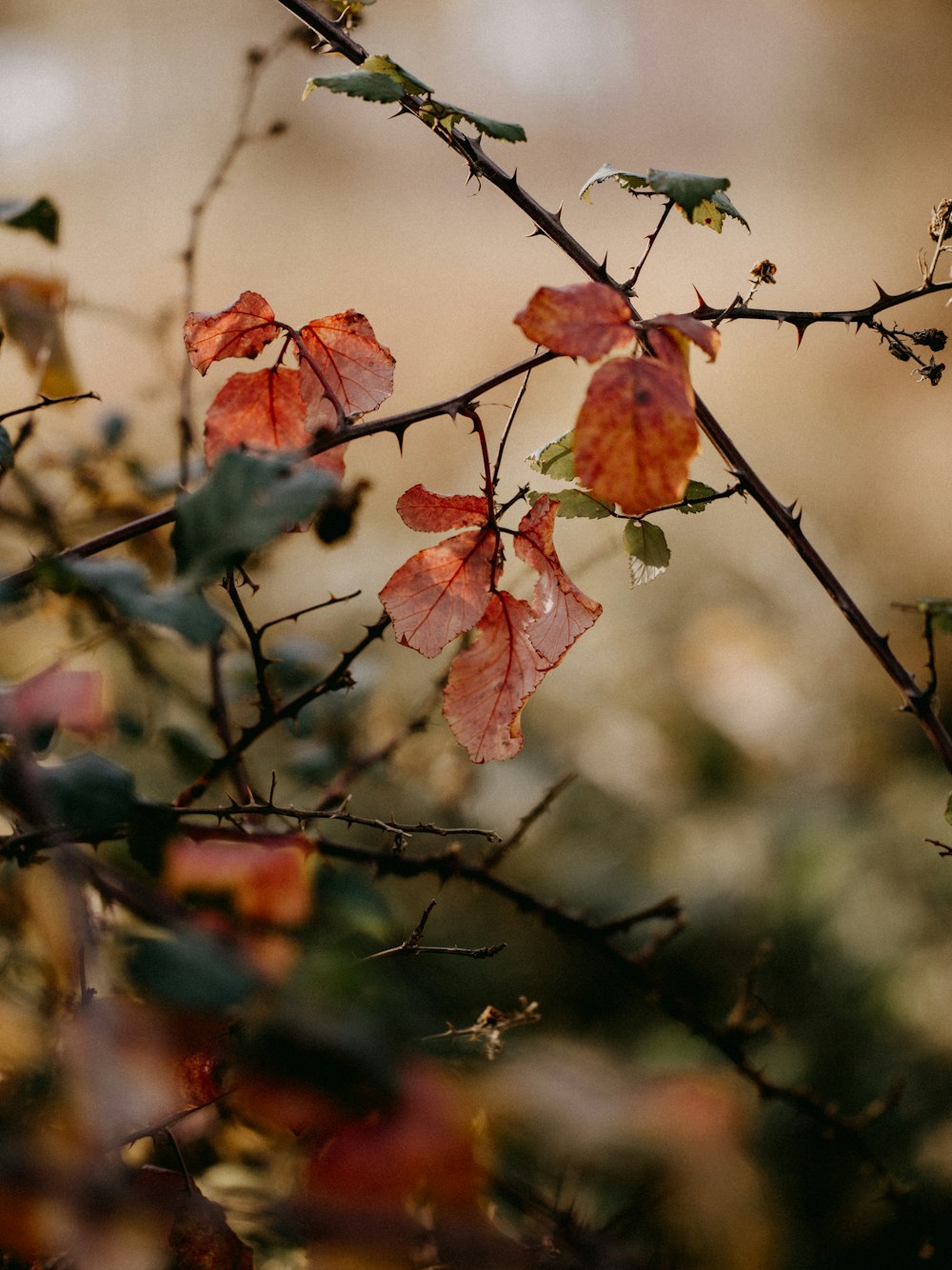 a branch with red leaves and green leaves