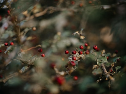 A cluster of small red berries growing on branches with green leaves, surrounded by a soft, blurred background, giving a natural, forest-like feel.