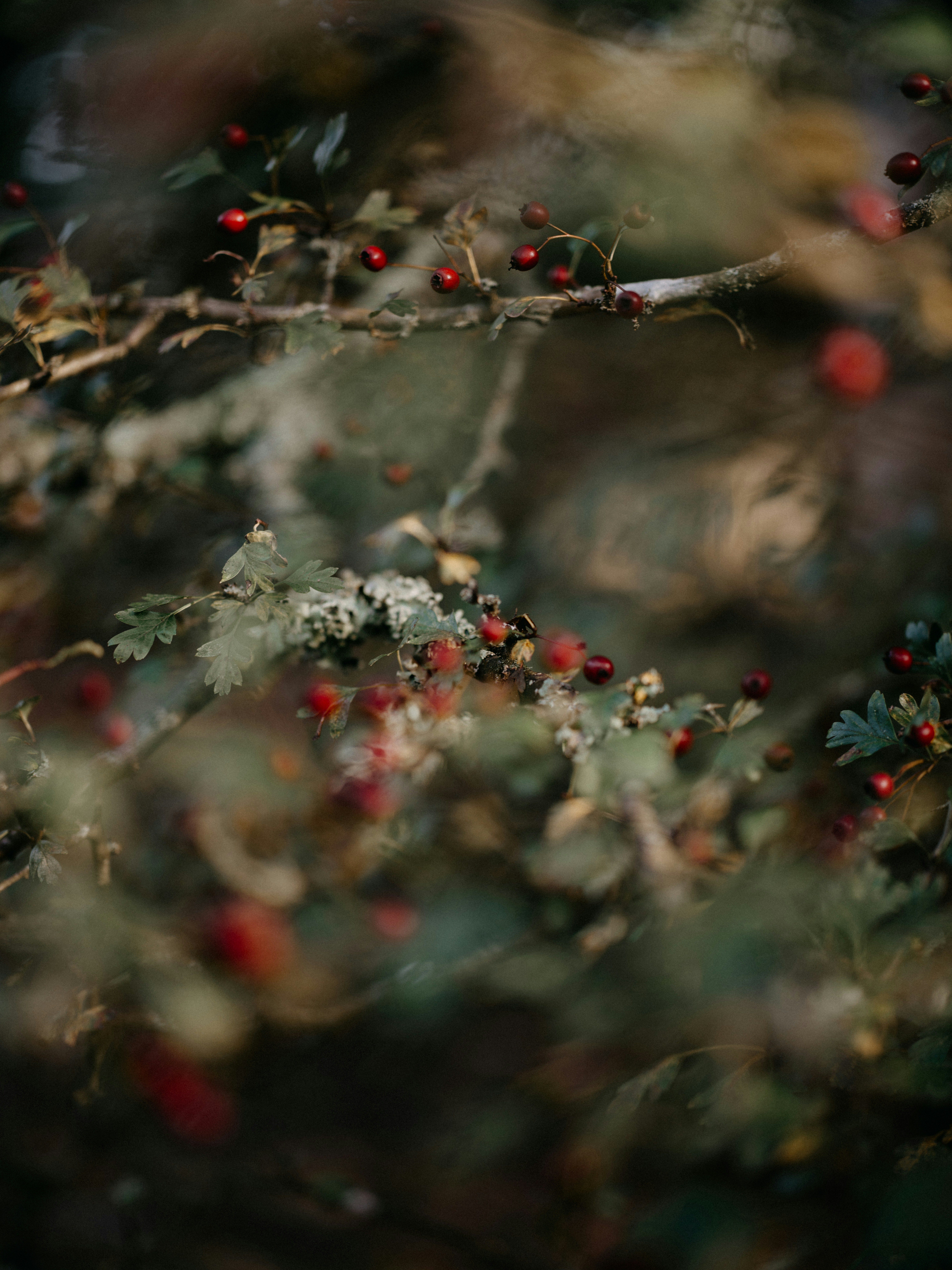 a close up of a tree with berries on it