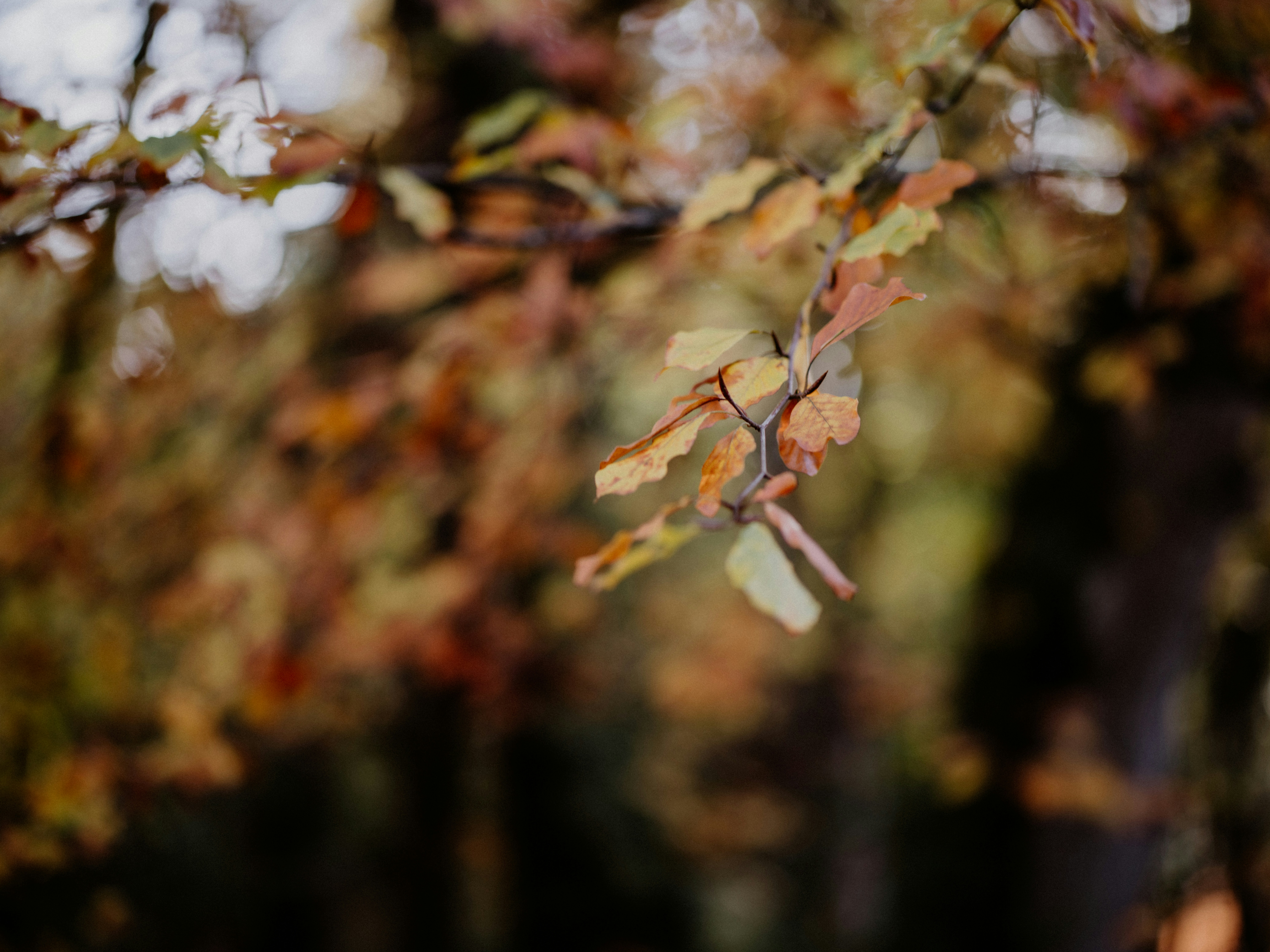 Photo by anniespratt