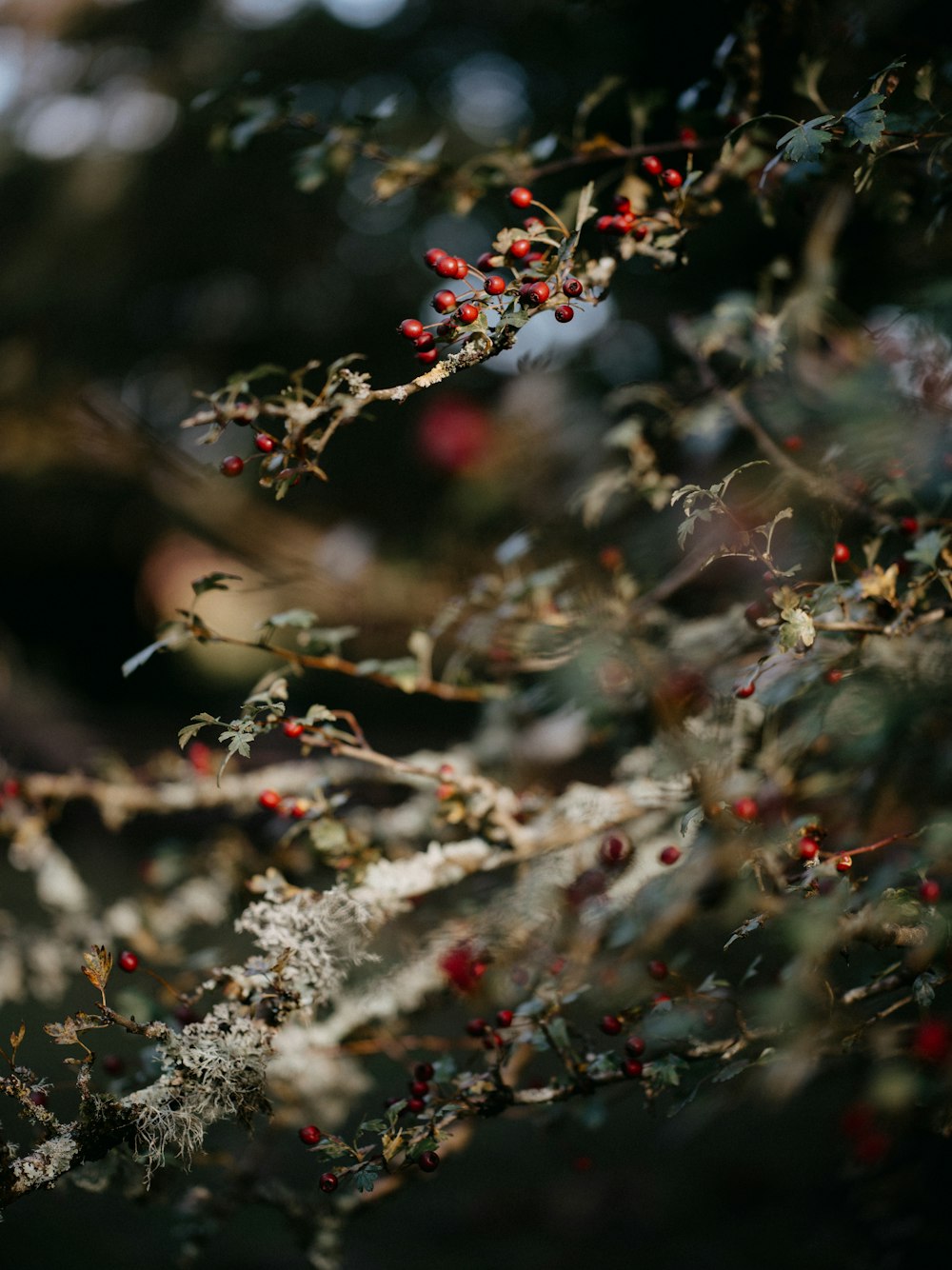 a bush with red berries and green leaves