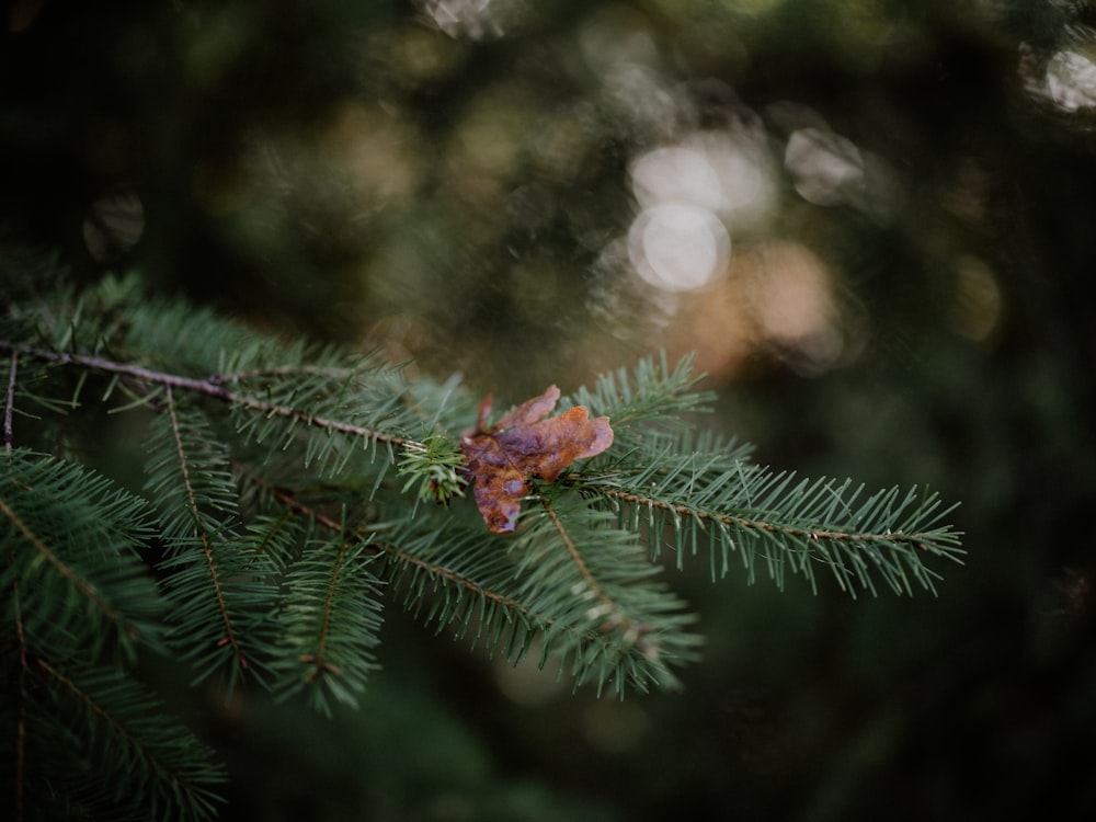 a close up of a pine tree branch