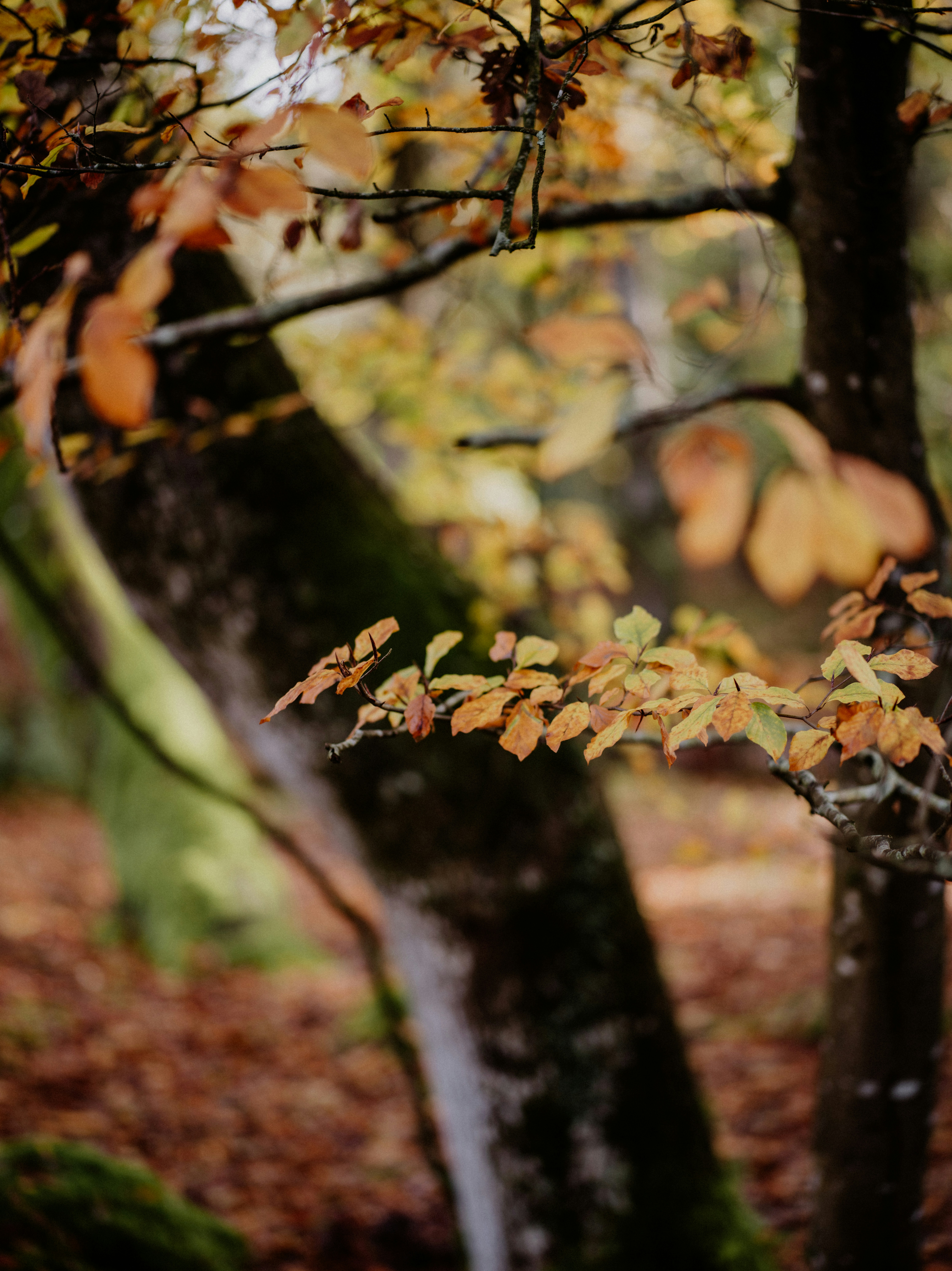 Photo by anniespratt