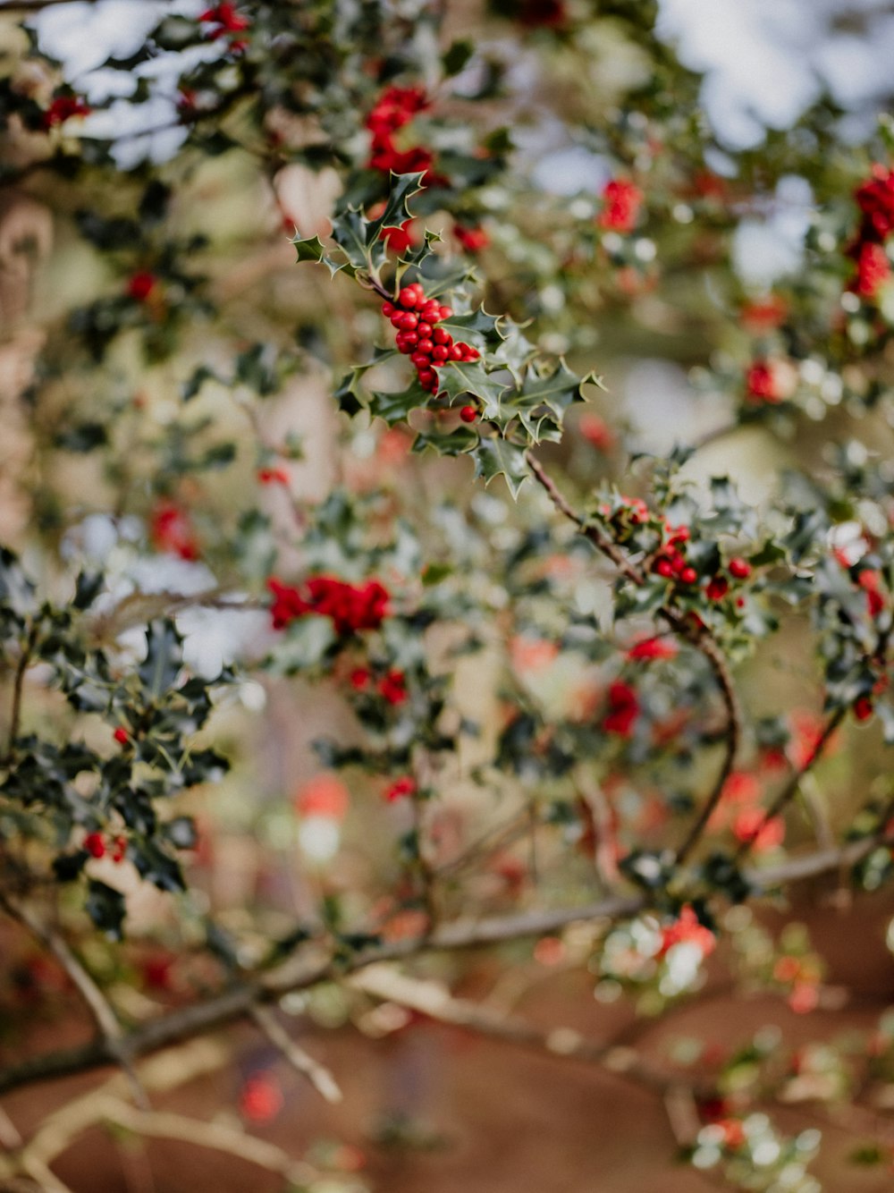 a bush with red berries and green leaves