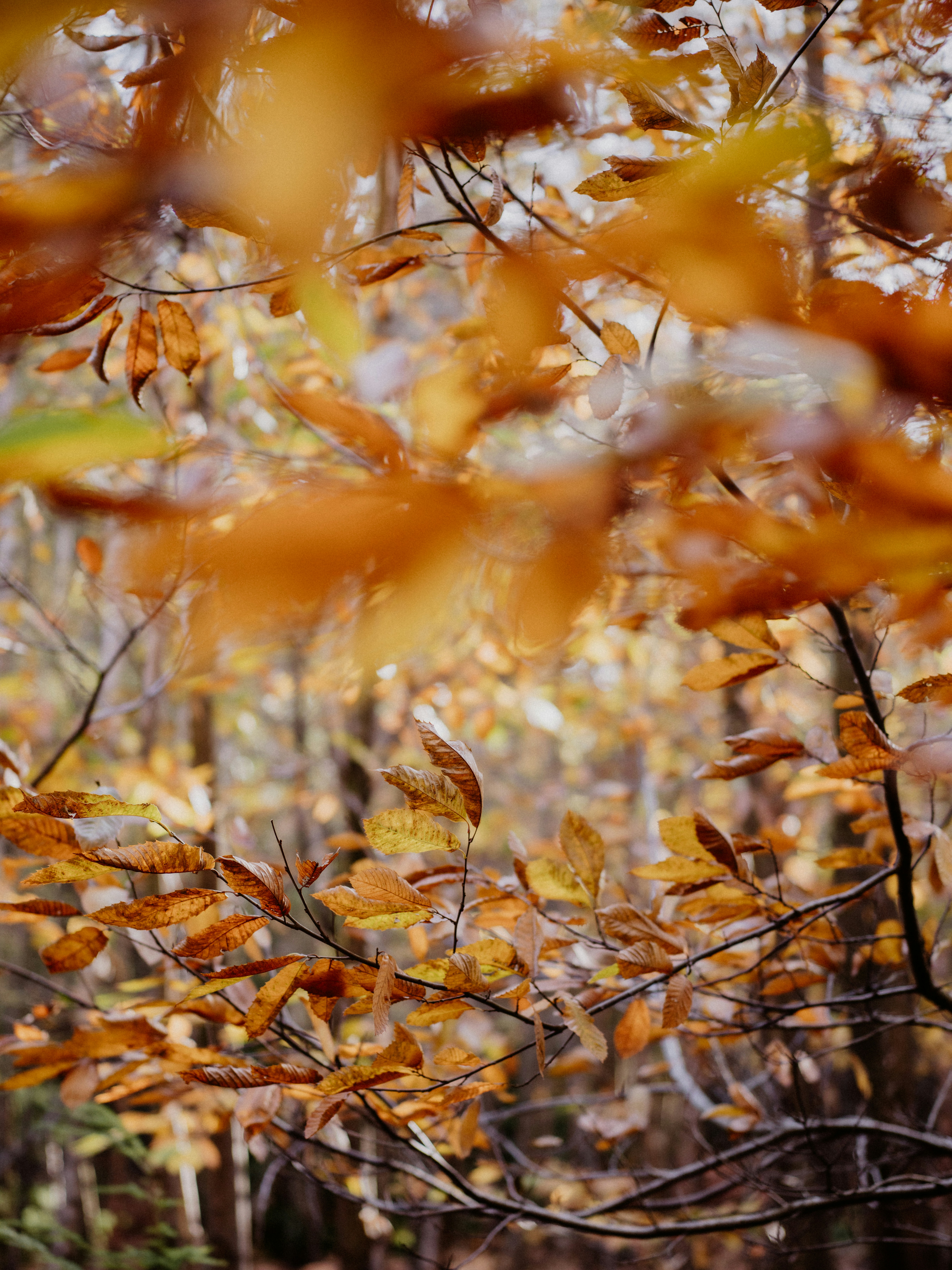 Photo by anniespratt