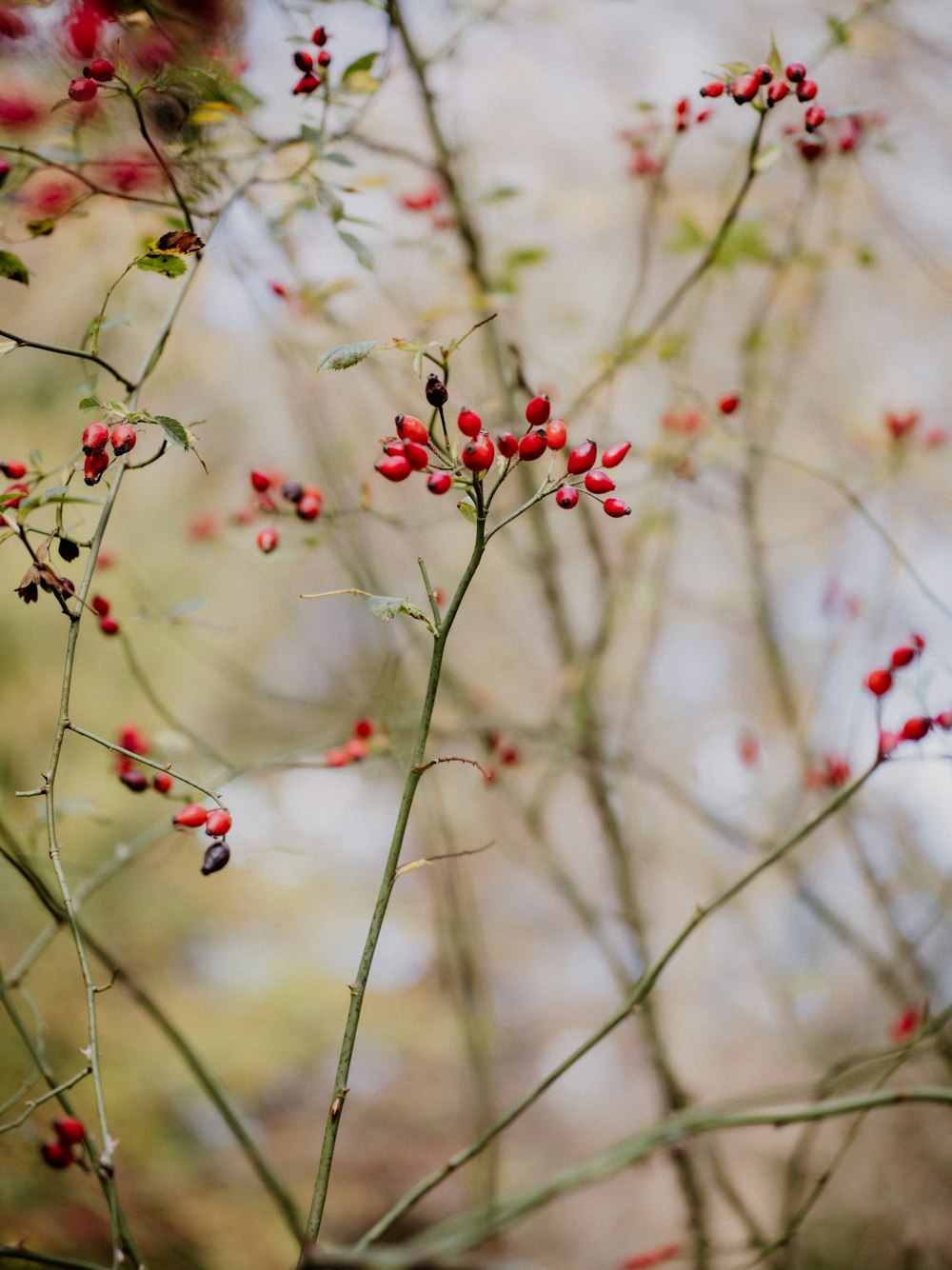 a close up of a tree with red berries