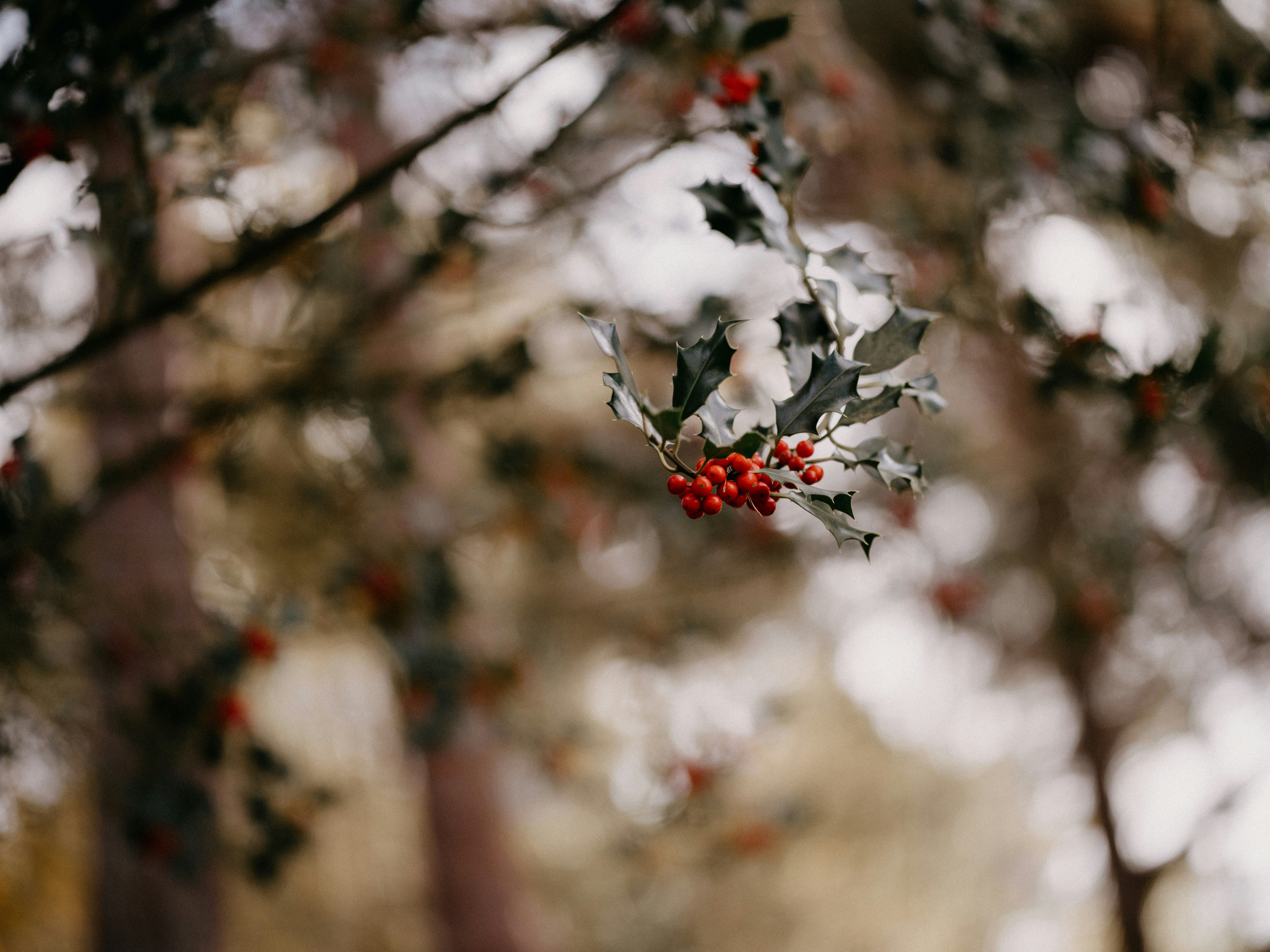 A holly tree with red berries and green leaves photo – Free Christmas ...