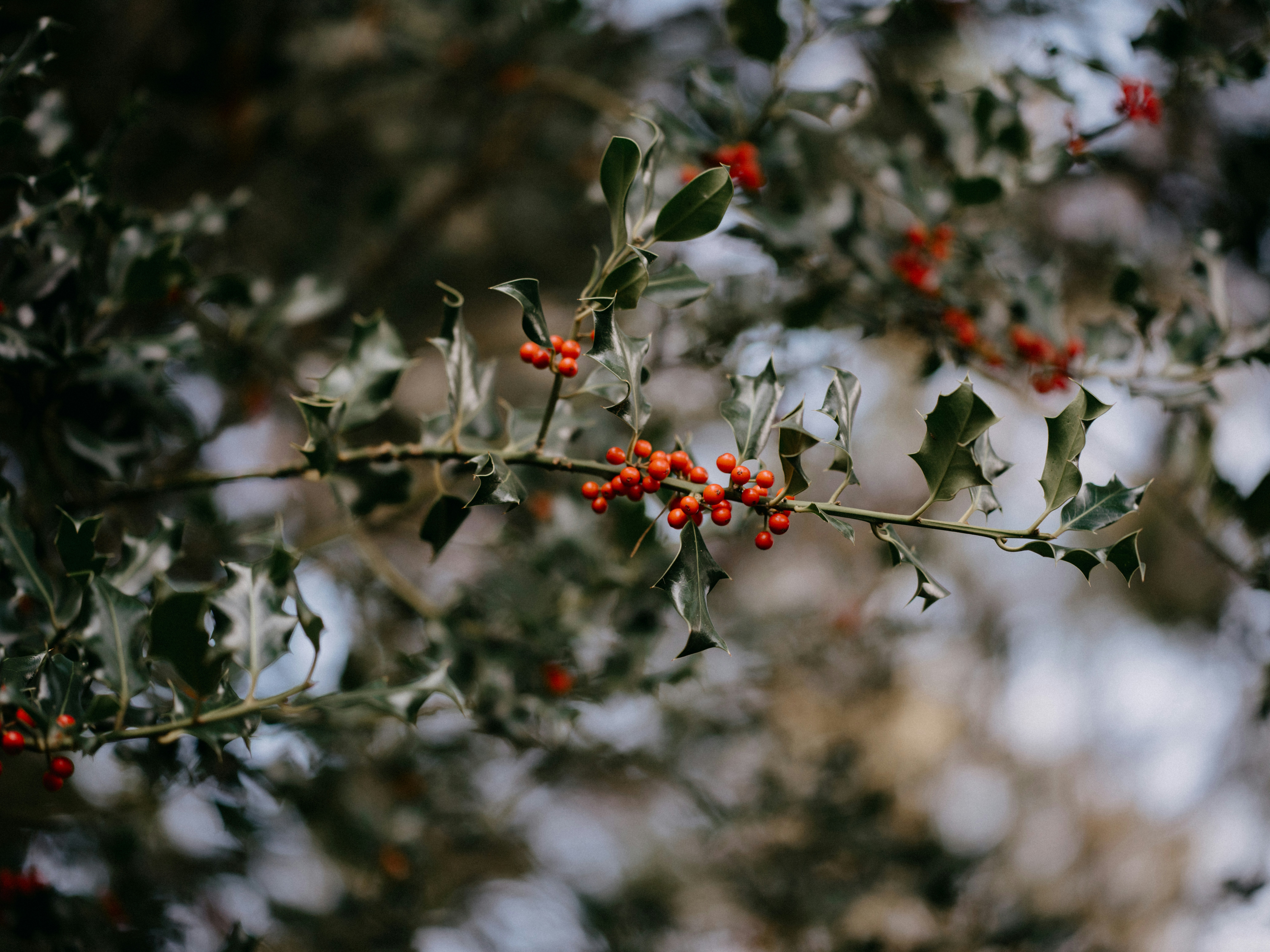 Photo by anniespratt