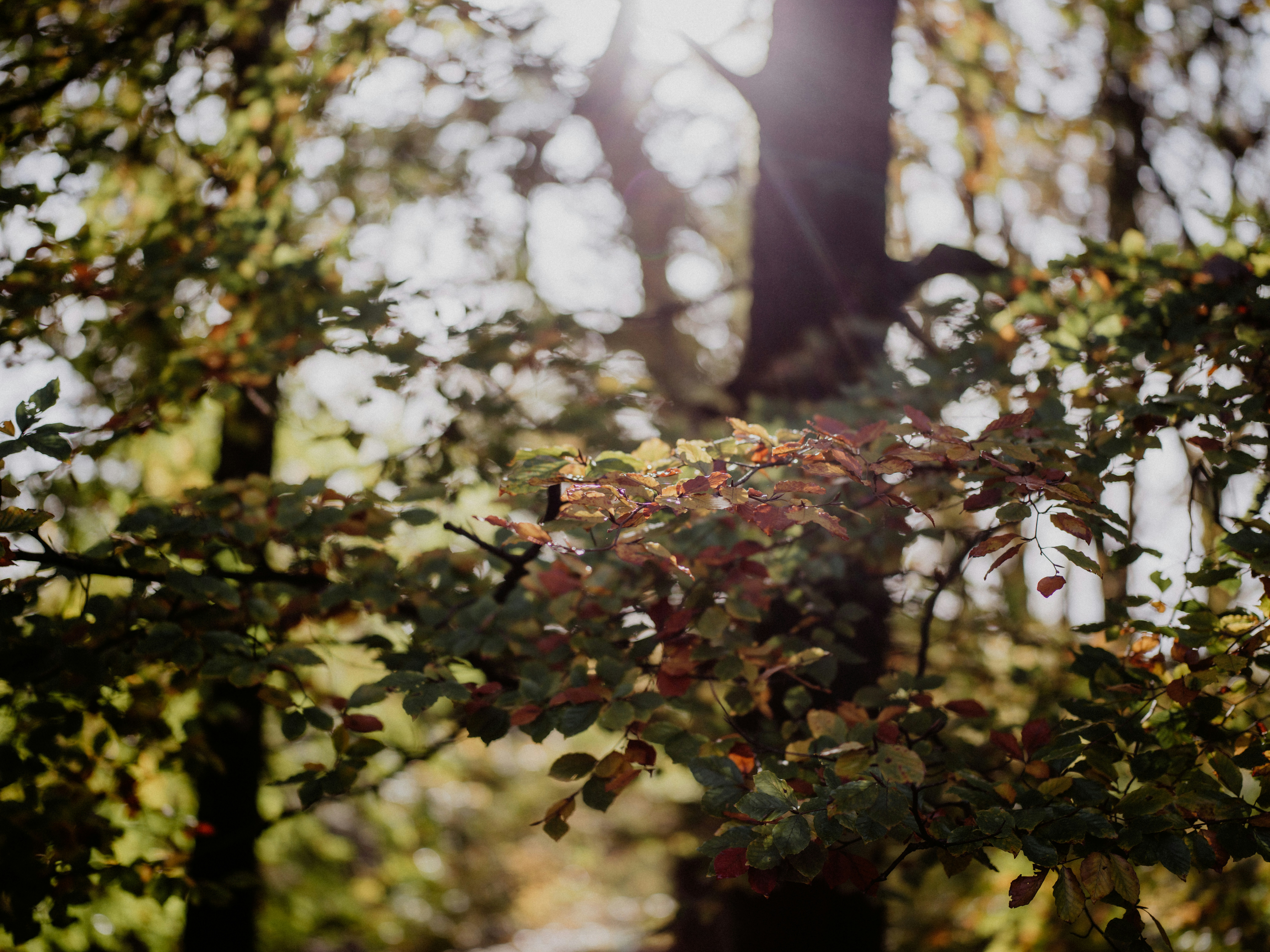 Photo by anniespratt