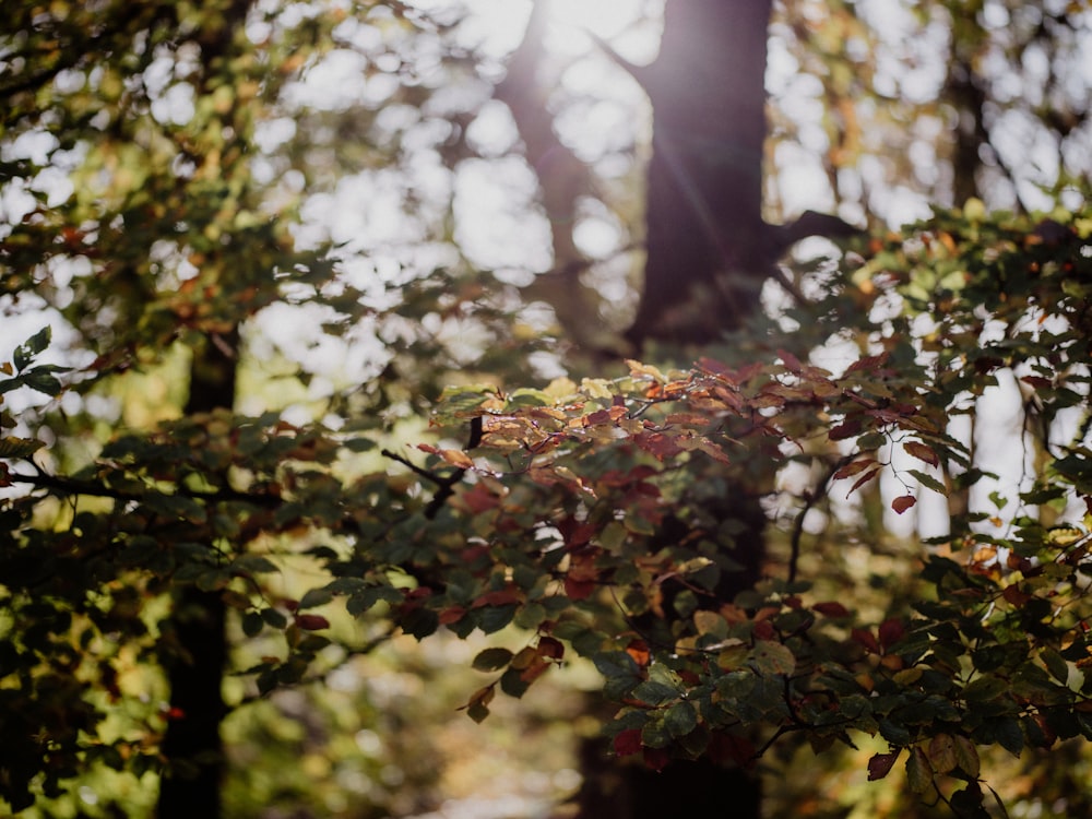 the sun shines through the leaves of a tree