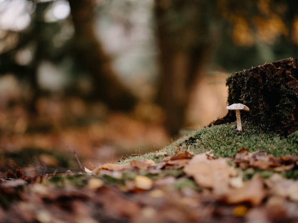 um cogumelo sentado em cima de um chão de floresta coberto de musgo
