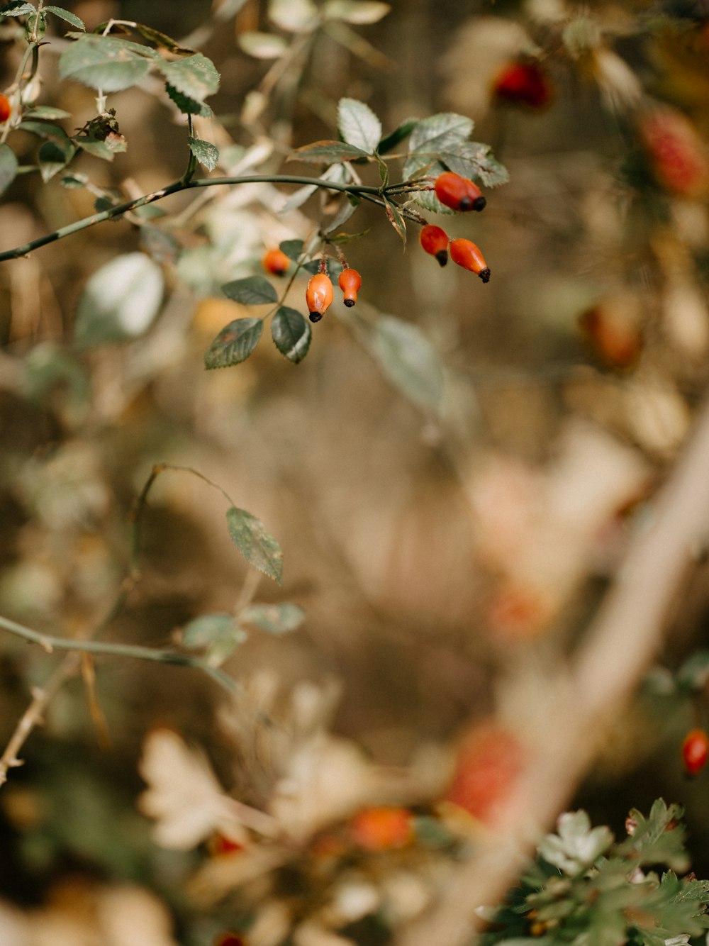 a close up of a tree with berries on it